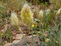 Astragalus lagopoides 5, Saxifraga-Ed Stikvoort