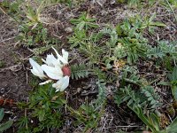 Astragalus lineatus 10, Saxifraga-Ed Stikvoort