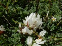 Astragalus lineatus 4, Saxifraga-Ed Stikvoort