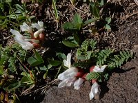 Astragalus lineatus 6, Saxifraga-Ed Stikvoort