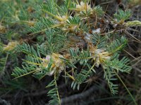 Astragalus microcephalus 1, Saxifraga-Ed Stikvoort