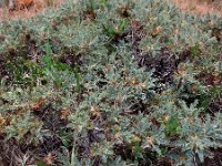 Astragalus microcephalus 4, Saxifraga-Ed Stikvoort