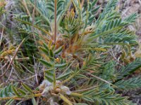 Astragalus microcephalus 5, Saxifraga-Ed Stikvoort