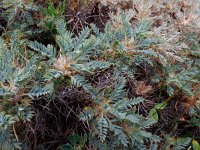 Astragalus microcephalus 7, Saxifraga-Ed Stikvoort