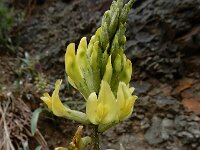 Astragalus refractus 3, Saxifraga-Ed Stikvoort : Sisian en omgeving A900