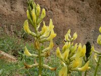 Astragalus refractus 5, Saxifraga-Ed Stikvoort : Sisian en omatreken s9900