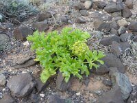 Astydamia latifolia 25, Saxifraga-Michiel Drok