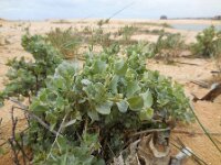 Atriplex halimus 2, Saxifraga-Ed Stikvoort