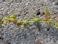 Atriplex x gustafssoniana
