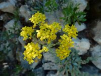 Aurinia saxatilis 7, Rotsschildzaad, Saxifraga-Ed Stikvoort : Marathias - Vathi Ithaki s9900