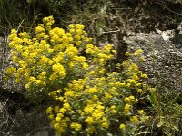 Aurinia saxatilis ssp saxatilis 1, Rotsschildzaad, Saxifraga-Jan van der Straaten