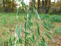 Avena sativa, Common Oat