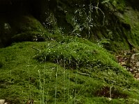 Avenella flexuosa 23, Bochtige smele, Saxifraga-Ed Stikvoort : rondom Pont Neuf en Chalmazel s9900
