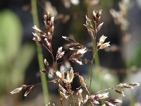 Avenella flexuosa 4, Bochtige smele, Saxifraga-Jasenka Topic