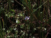 Baldellia ranunculoides ssp ranunculoides 23, Stijve moerasweegbree, Saxifraga-Hans Boll