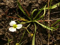 Baldellia ranunculoides ssp ranunculoides 35, Stijve moerasweegbree, Saxifraga-Hans Grotenhuis