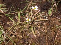 Baldellia ranunculoides ssp ranunculoides 36, Stijve moerasweegbree, Saxifraga-Peter Meininger
