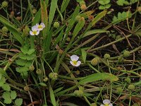 Baldellia ranunculoides ssp ranunculoides 43, Stijve moerasweegbree, Saxifraga-Hans Boll