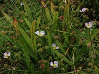 Baldellia ranunculoides ssp ranunculoides 44, Stijve moerasweegbree, Saxifraga-Hans Boll