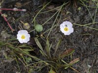 Baldellia ranunculoides ssp repens 47, Kruipende moerasweegbree, Saxifraga-Willem van Kruijsbergen