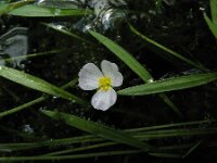 Baldellia ranunculoides ssp repens 49, Kruipende moerasweegbree, Saxifraga-Rutger Barendse