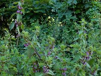 Ballota nigra 7, Stinkende ballote, Saxifraga-Ed Stikvoort
