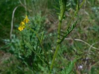 Barbarea verna 12, Vroeg barbarakruid, Saxifraga-Ed Stikvoort