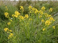 Barbarea verna 7, Vroeg barbarakruid, Saxifraga-Ed Stikvoort