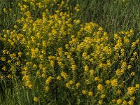 Barbarea vulgaris 38, Gewoon barbarakruid, Saxifraga-Jan van der Straaten