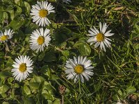 Bellis perennis 40, Madeliefje, Saxifraga-Jan van der Straaten