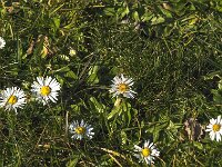 Bellis perennis 42, Madeliefje, Saxifraga-Jan van der Straaten