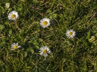 Bellis perennis 43, Madeliefje, Saxifraga-Jan van der Straaten