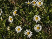 Bellis perennis 46, Madeliefje, Saxifraga-Jan van der Straaten