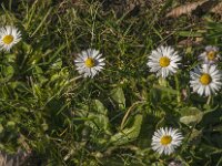 Bellis perennis 48, Madeliefje, Saxifraga-Jan van der Straaten