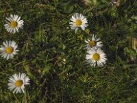 Bellis perennis 54, Madeliefje, Saxifraga-Jan van der Straaten