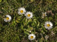 Bellis perennis 56, Madeliefje, Saxifraga-Jan van der Straaten