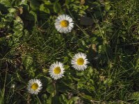 Bellis perennis 60, Madeliefje, Saxifraga-Jan van der Straaten