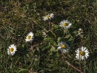 Bellis perennis 61, Madeliefje, Saxifraga-Jan van der Straaten