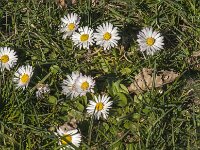 Bellis perennis 64, Madeliefje, Saxifraga-Jan van der Straaten
