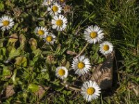 Bellis perennis 67, Madeliefje, Saxifraga-Jan van der Straaten
