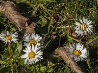 Bellis perennis 68, Madeliefje, Saxifraga-Jan van der Straaten