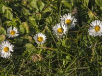 Bellis perennis 70, Madeliefje, Saxifraga-Jan van der Straaten