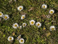 Bellis perennis 72, Madeliefje, Saxifraga-Jan van der Straaten