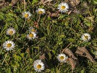 Bellis perennis 74, Madeliefje, Saxifraga-Jan van der Straaten