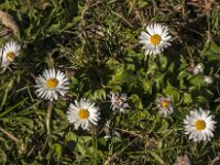 Bellis perennis 75, Madeliefje, Saxifraga-Jan van der Straaten