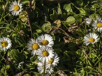 Bellis perennis 76, Madeliefje, Saxifraga-Jan van der Straaten
