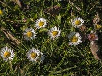 Bellis perennis 80, Madeliefje, Saxifraga-Jan van der Straaten