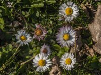 Bellis perennis 81, Madeliefje, Saxifraga-Jan van der Straaten