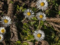 Bellis perennis 84, Madeliefje, Saxifraga-Jan van der Straaten