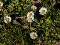 Bellis perennis 85, Madeliefje, Saxifraga-Jan van der Straaten